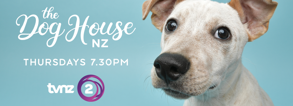 dog house 2023